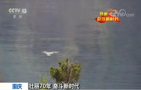 壮丽70年 奋斗新时代·重庆 消落带治理浮沉