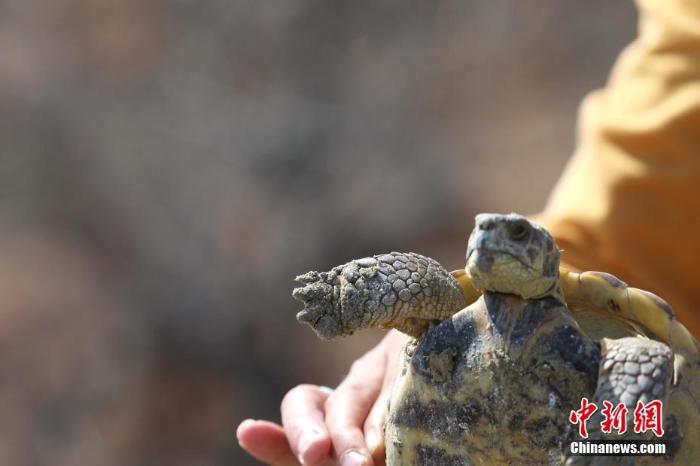 据初步估计,该四爪陆龟为雄性,年龄在20——30岁左右.