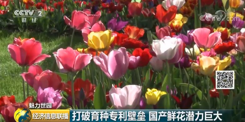 云南花卉市场:1500亿的大市场真香 有人从年入20万做到6000万