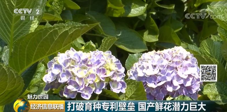 云南花卉市场:1500亿的大市场真香 有人从年入20万做到6000万