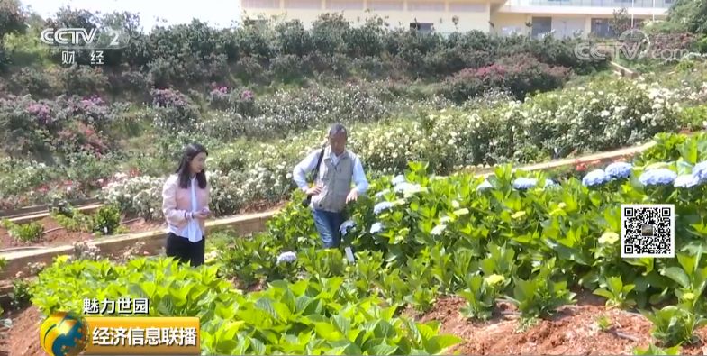 云南花卉市场:1500亿的大市场真香 有人从年入20万做到6000万