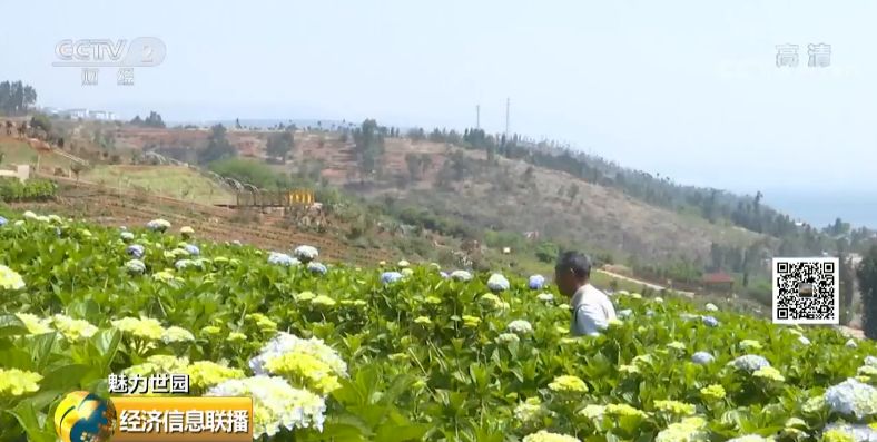 云南花卉市场:1500亿的大市场真香 有人从年入20万做到6000万