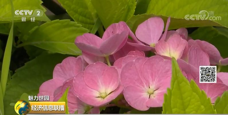 云南花卉市场:1500亿的大市场真香 有人从年入20万做到6000万