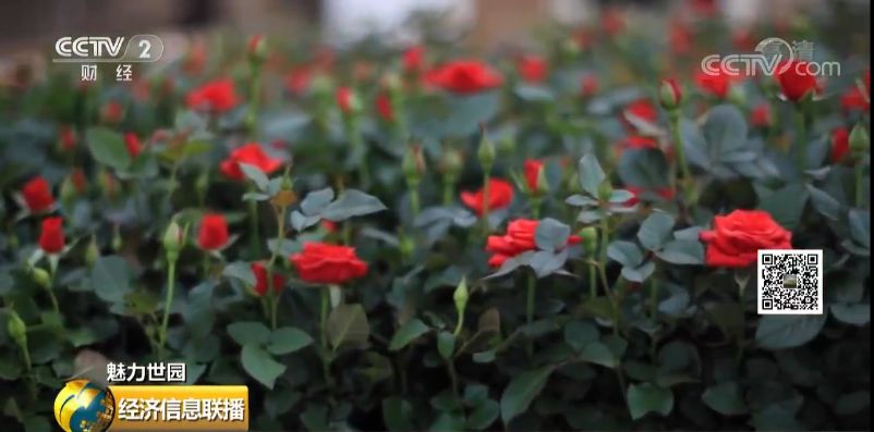 云南花卉市场:1500亿的大市场真香 有人从年入20万做到6000万