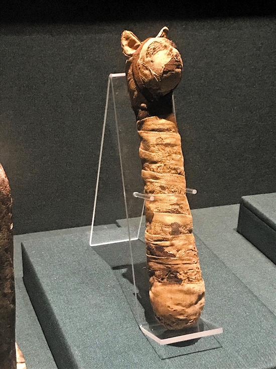 橘猫究竟是什么猫