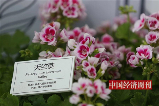 第一时间探馆北京世园会(文末有彩蛋)