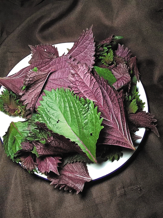 强对流天 这几样小配料 帮你养生|紫苏_新浪财经_新浪网