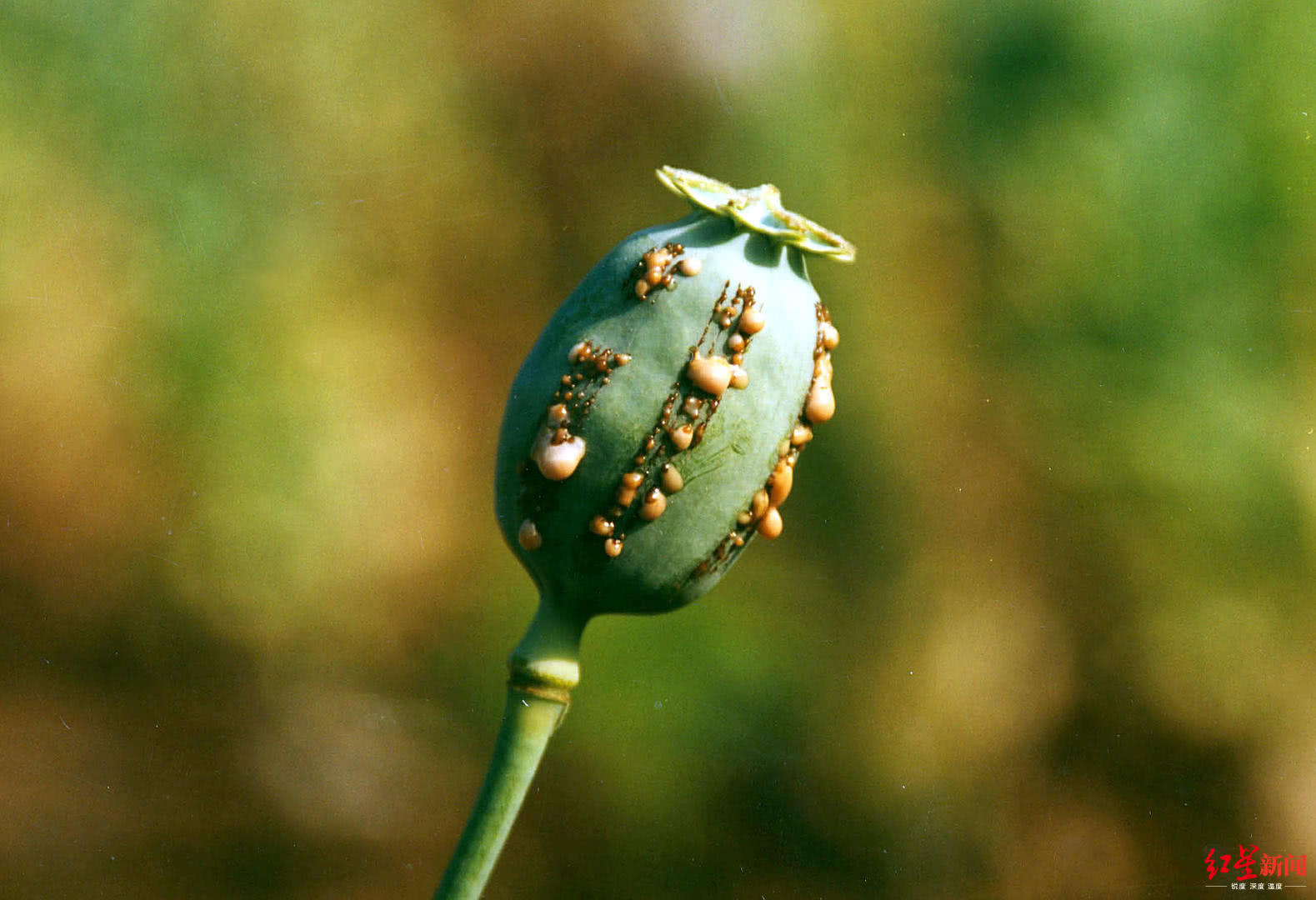 美国深陷阿片类药物滥用危机强生公司被告上法庭