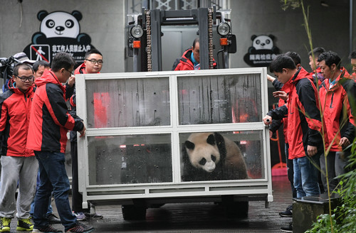 4月29日，中国大熊猫保护研究中心雅安碧峰峡基地的工作人员将大熊猫“丁丁”运往运输车，准备前往俄罗斯。（薛玉斌 摄）