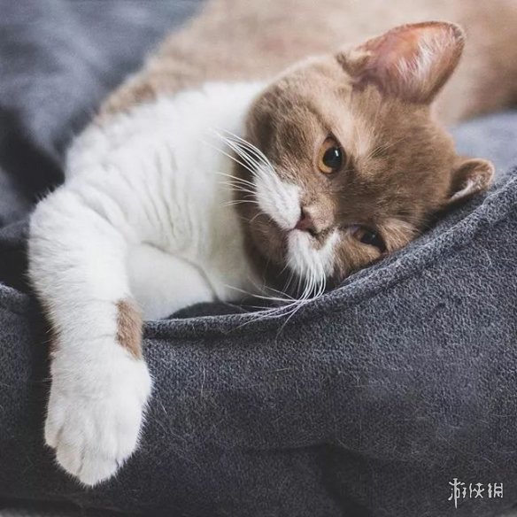 圆滚滚的白色八字胡ins网红猫咪gringo已拥超过6万名粉丝