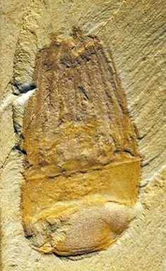 水母能留下化石吗?