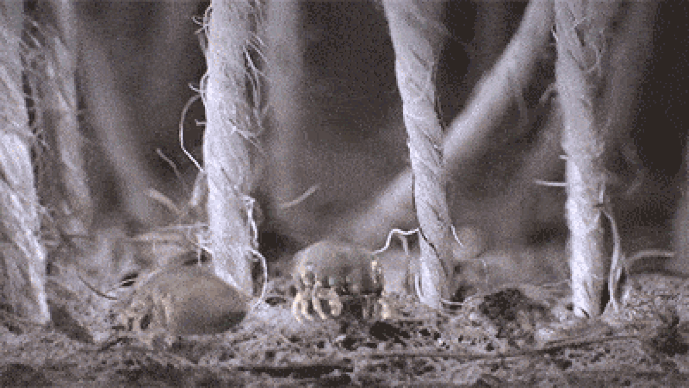 看似干净的竹席,是细菌,螨虫这些小坏蛋传宗接代的好场所.