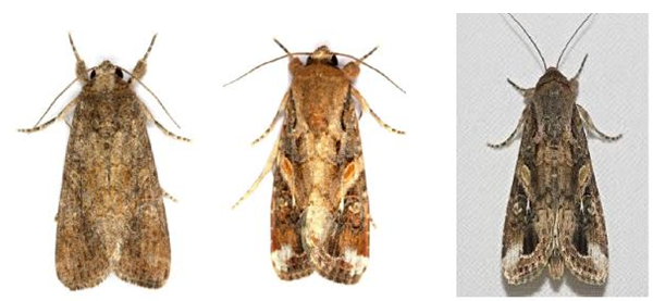 ݵ̰ҹɳ棨Ϊƶ꣬СΪ۶꣩ ͼƬԴϢ