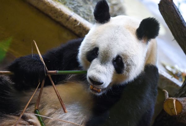 5月20日，在奥地利维也纳，大熊猫“园园”亮相美泉宫动物园。新华社记者 郭晨 摄