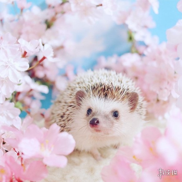 网红小刺猬monaka图集欣赏 治愈系萌物一扫你内心阴霾