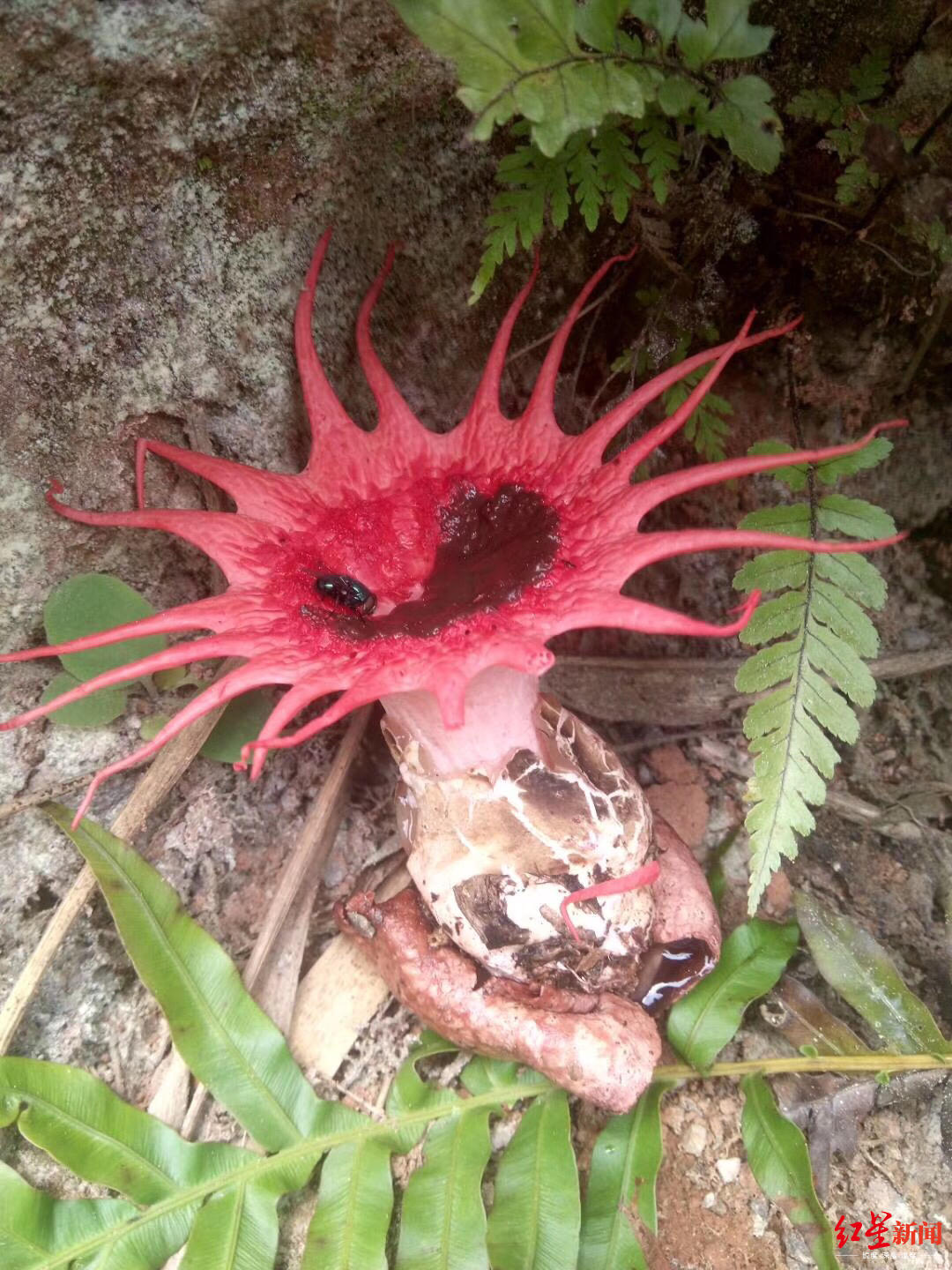 川南深山发现罕见红星头菌长得很惊艳可惜又臭又有毒