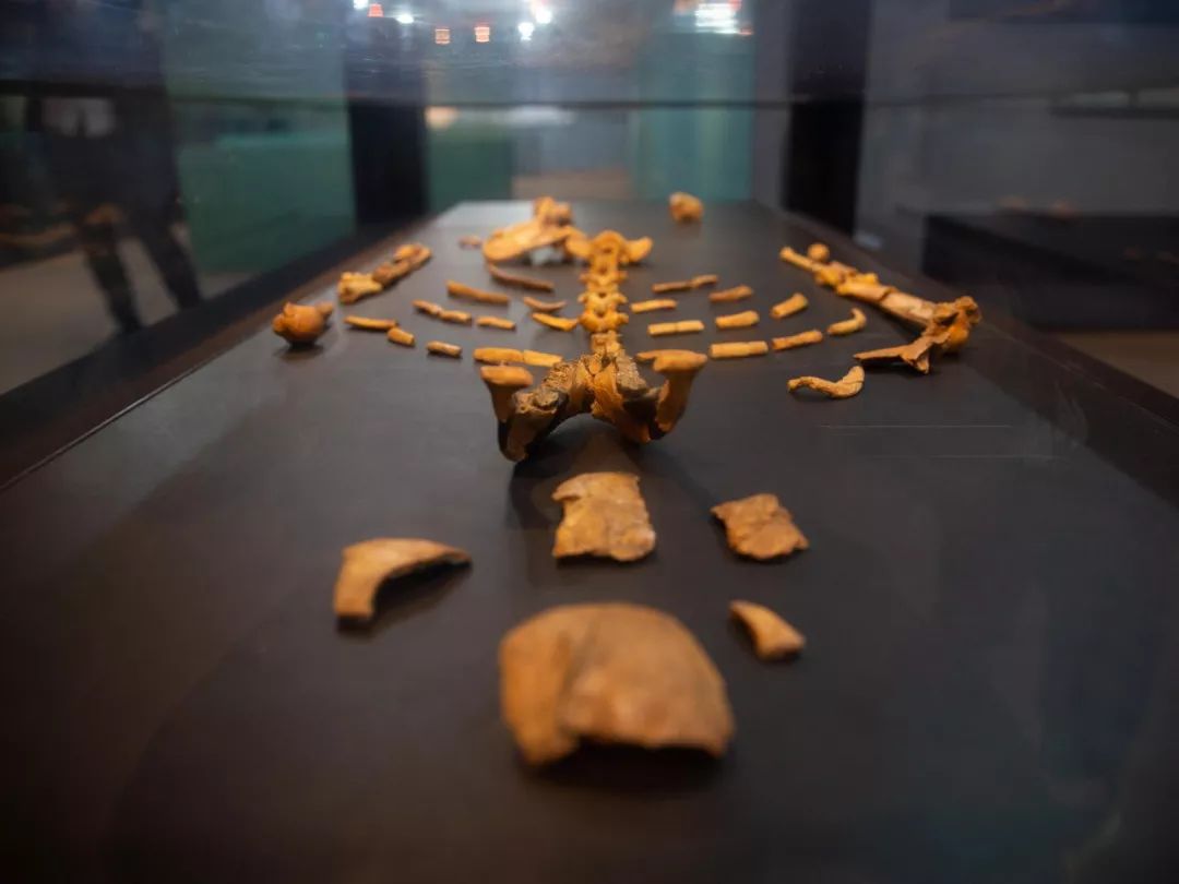 ↑图为在埃塞俄比亚博物馆拍摄的露西化石复制品。新华社记者吕帅摄