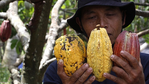亚洲巧克力需求旺 两大可可豆产地农民都忙不