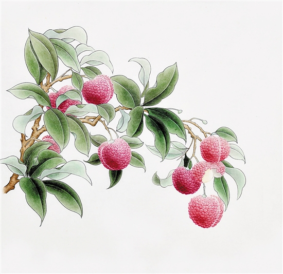 苏东坡吃的是哪个品种的岭南荔枝