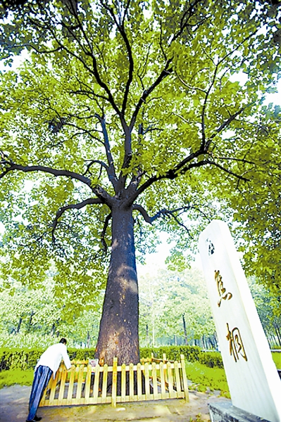 1980年中国林业出版社出版的全国高等林业院校试用教材《树木学》介绍