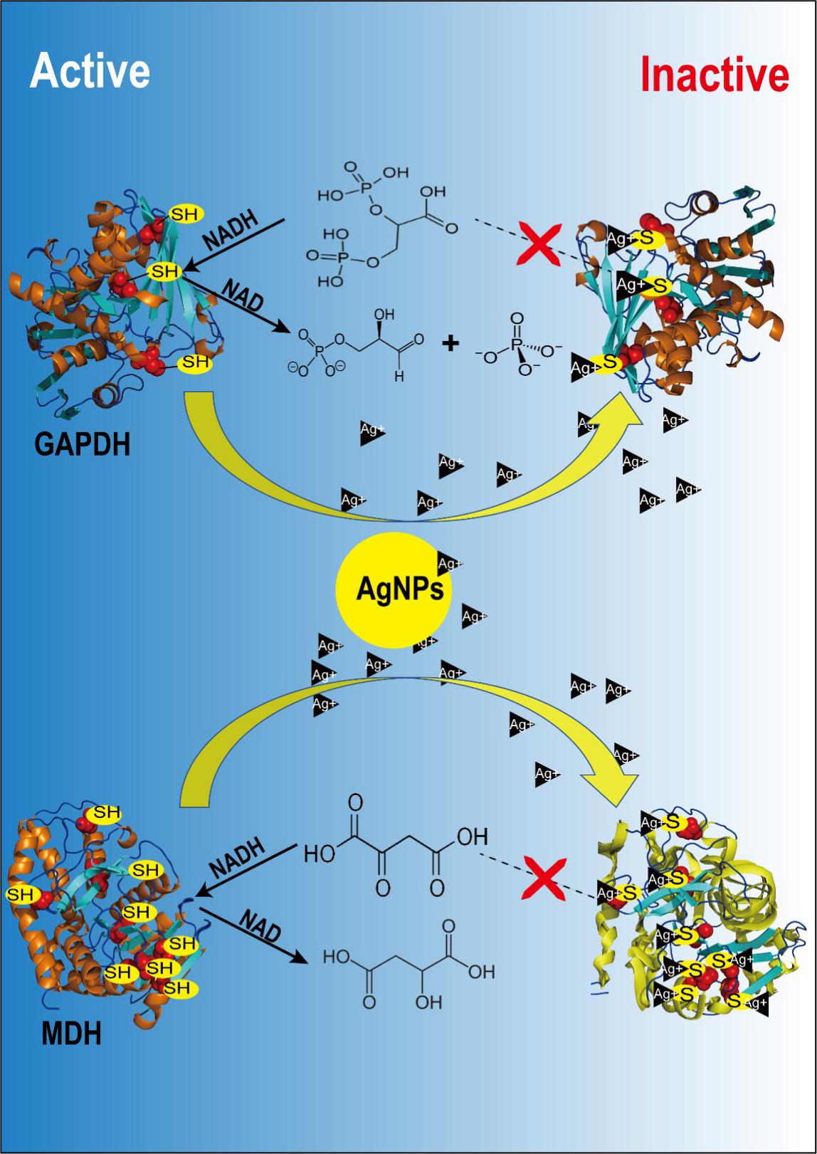 武汉植物园在纳米银与蛋白质相互作用研究中取得进展