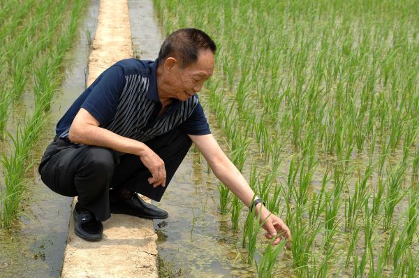 2007年5月10日，袁隆平在实验田观察水稻长势。（新华社）