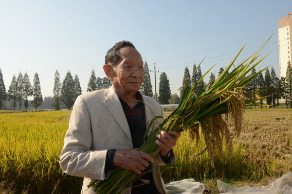 2018年10月30日，袁隆平在位于湖南长沙的第三代杂交水稻小区测产。（新华社）