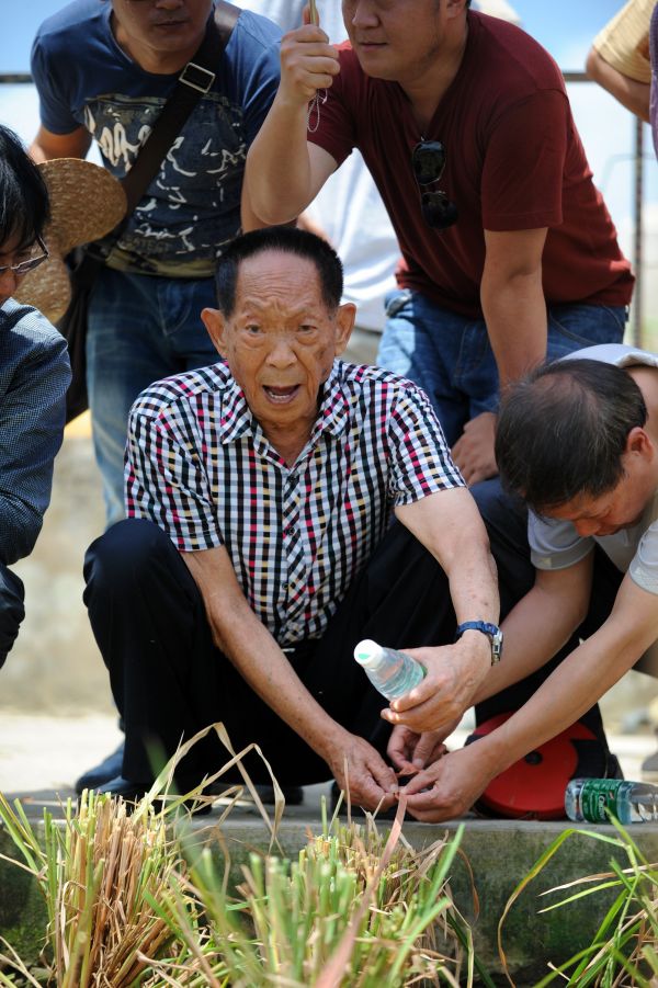 2014年5月10日，杂交水稻专家袁隆平（中）在现场指导测量稻田面积。（新华社）