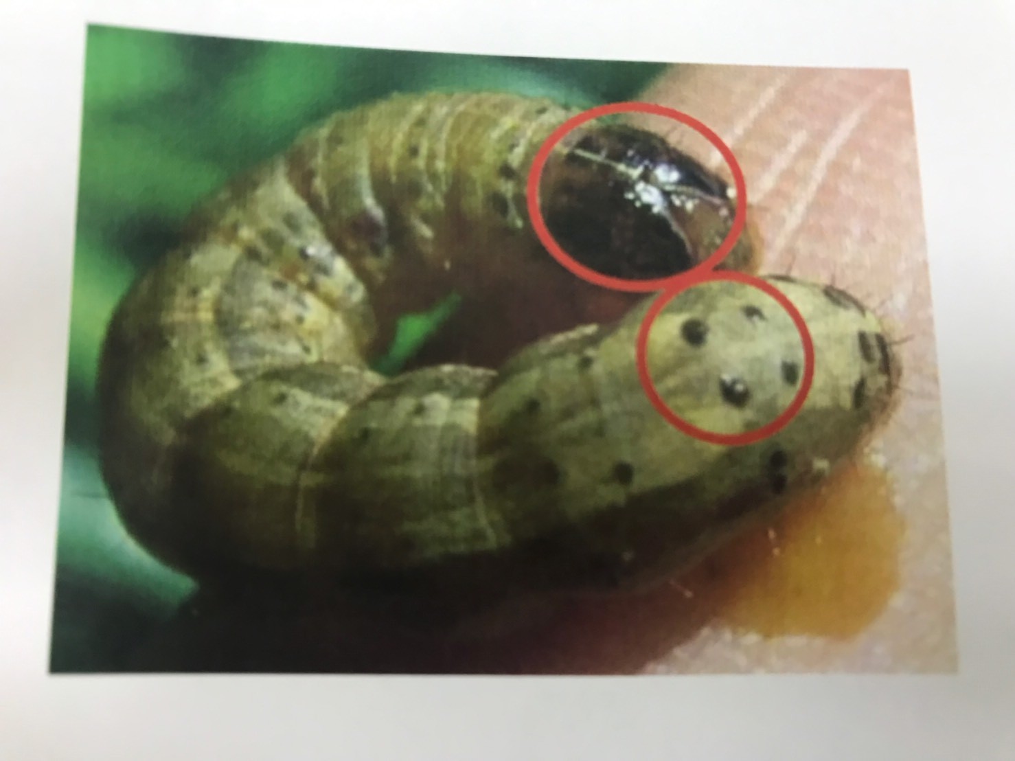 图为苗栗县牧场发现的“秋行军虫”（来源：台媒）