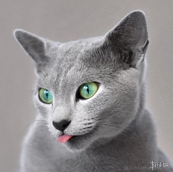 ruble是俄罗斯蓝猫中比较稀有的品种,天生灰蓝毛色,琥珀绿眼睛和猫科