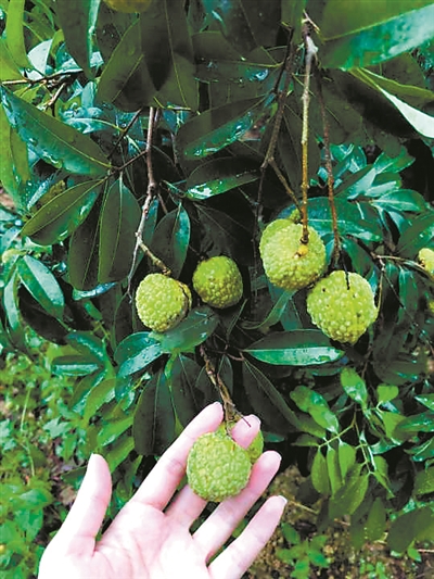 翠绿的外衣是"观音绿"荔枝的特色.