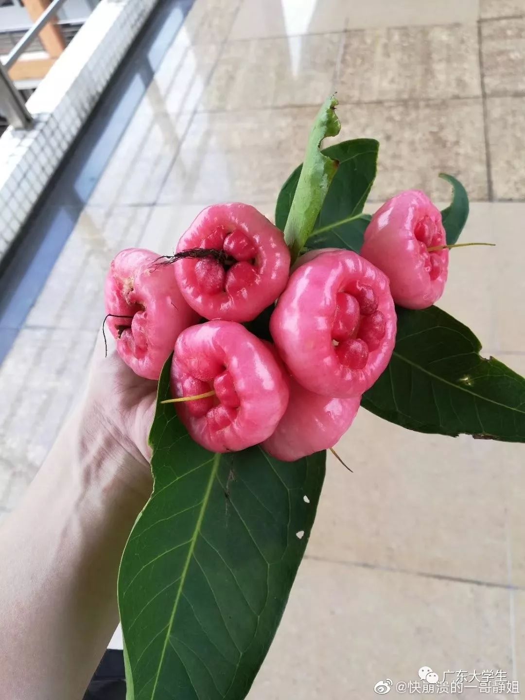 广州这所大学免费请师生吃芒果莲雾大型采摘现场太火爆