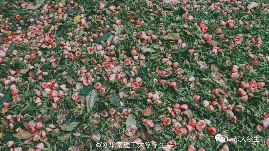 广州这所大学免费请师生吃芒果莲雾大型采摘现场太火爆