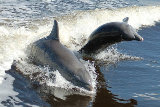 超260只海豚搁浅墨西哥湾（图源：今日美国网）