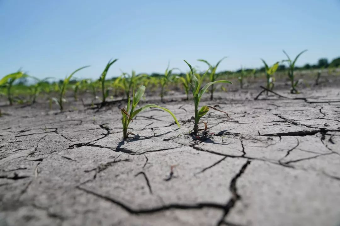 美国中部密苏里州的塔基奥拍摄的密苏里农会会长布莱克·赫斯特的农田