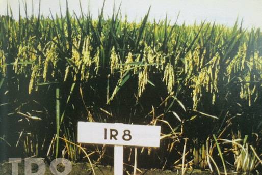70年代以后,我国育成籼稻窄叶青8号,湘矮早9号,二白矮1号,桂朝2号