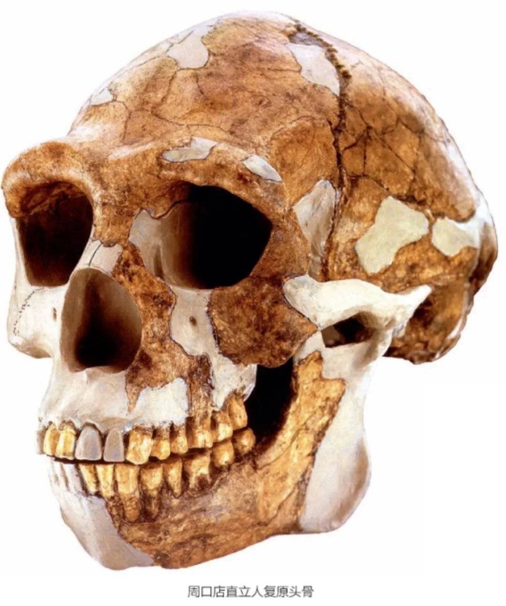 有些古老型人类被认为灭绝了 但我们身上有他们的基因 手机新浪网