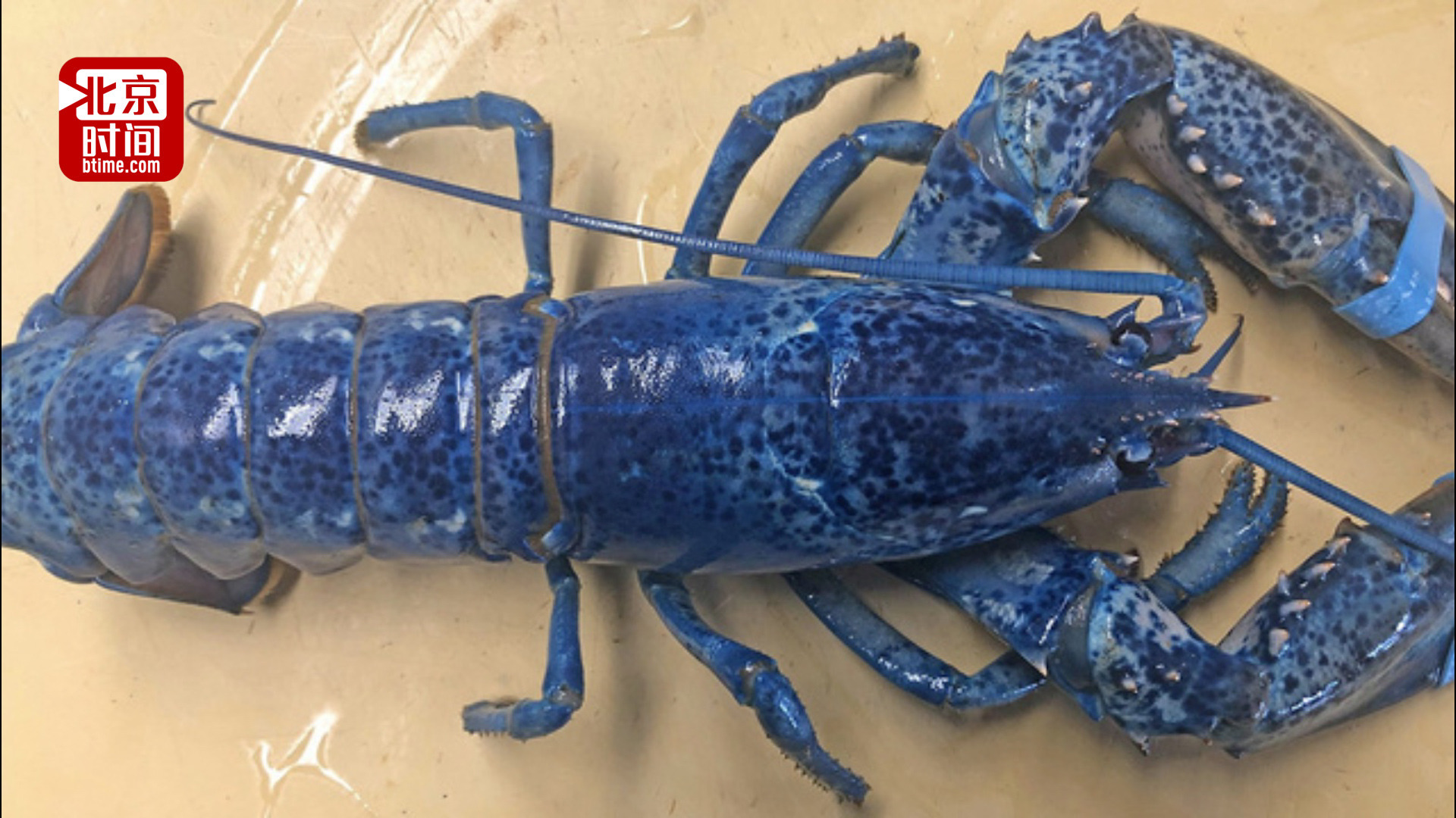 媲美活化石!美国海鲜餐厅老板捐出200万分之一极稀有蓝色龙虾