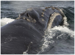 2017年8月6日，美国国家海洋和大气管理局渔业部门提供的文件照片中，一头北太平洋露脊鲸在白令海中游泳  图自美联社