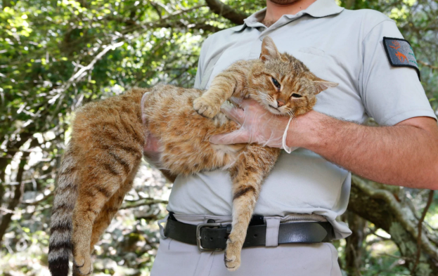 猫科“新品种”被研究人员捕获。（图源：AFP）