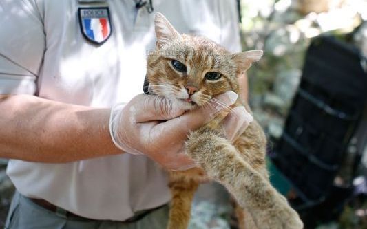 法国发现新物种 猫狐 中国网友 这不是橘猫么 手机新浪网 法国发现新物种 猫狐 中国网友 这不是橘猫么 手机新浪网