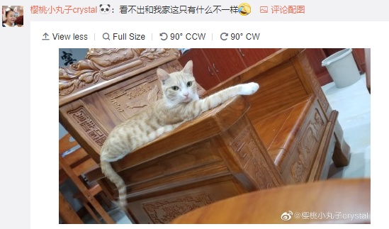 法国发现新物种 猫狐 中国网友 这不是橘猫么 手机新浪网 法国发现新物种 猫狐 中国网友 这不是橘猫么 手机新浪网