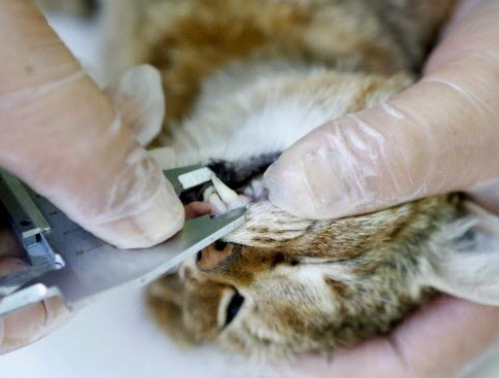  “猫狐”的犬齿十分发达。（图源：AFP）