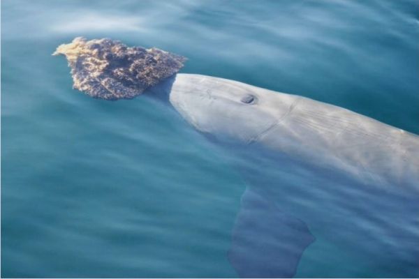  在澳大利亚沙克贝，一只宽吻海豚利用海绵捕食。（美国《新闻周刊》网站）