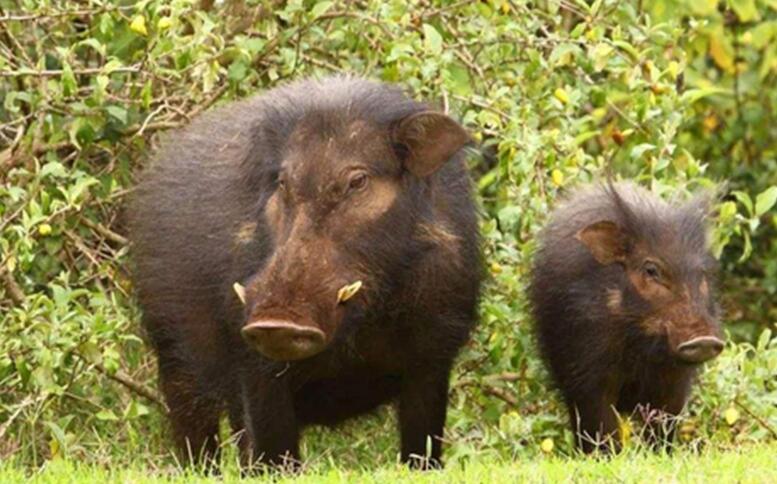 巴西纪行之二十——遭遇丛林猪