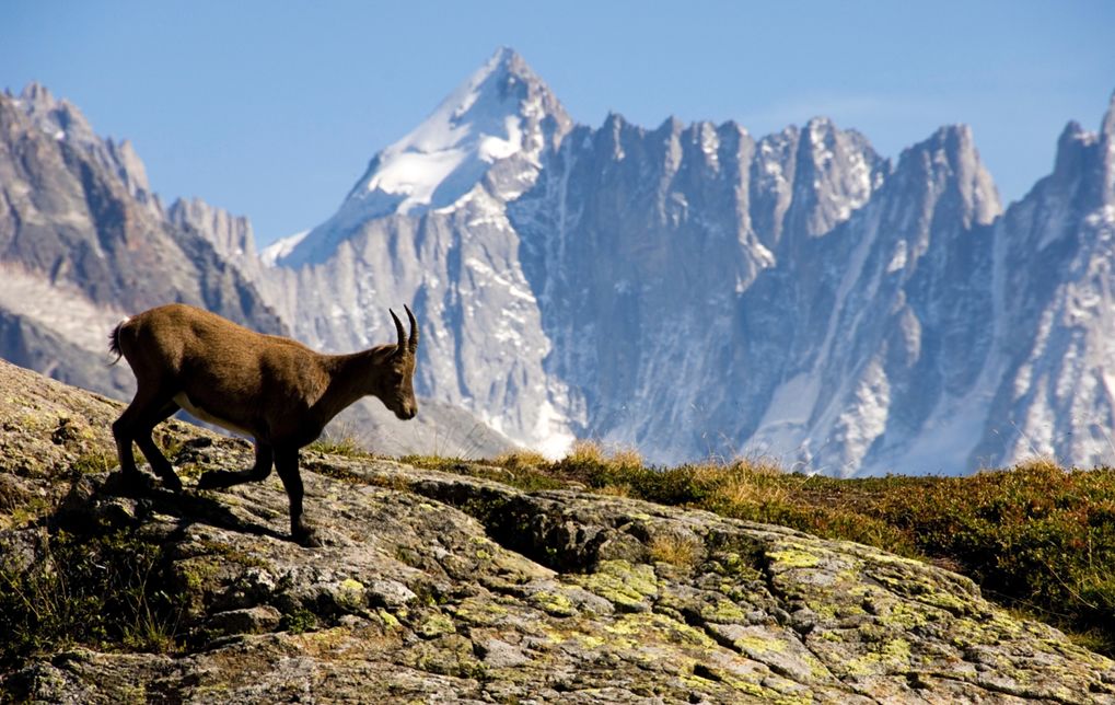 这些动物大部分时间呆在特定的栖息地,在那里,我们就能找到它们.