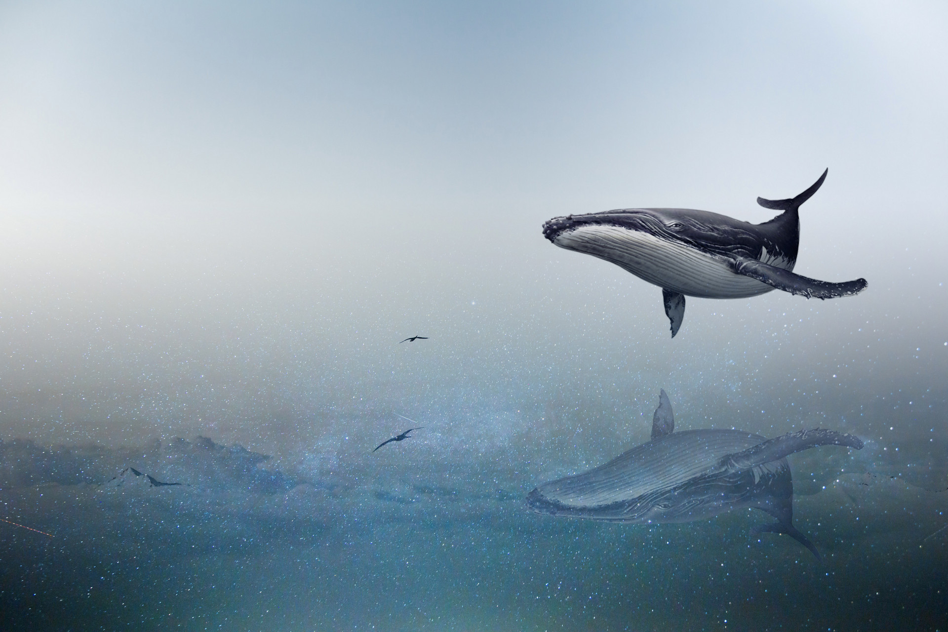 又见海豚湾时隔31年日本今日重启商业捕鲸活动