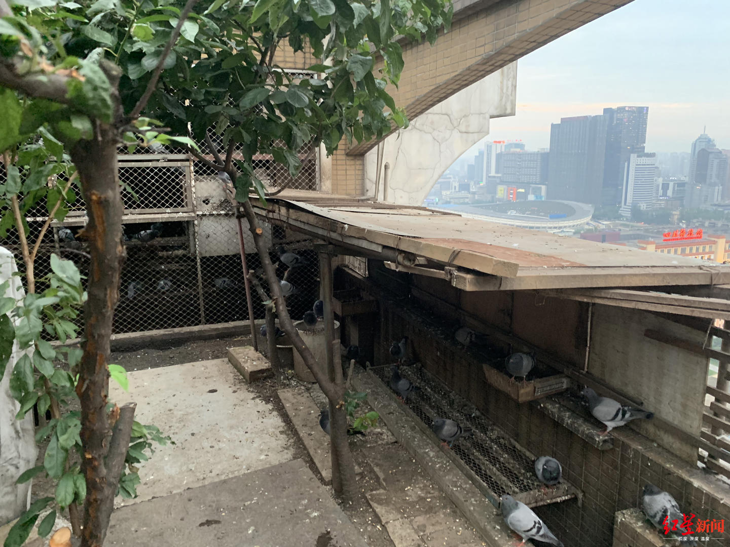 养鸡养鸭种青椒种番茄楼顶开心农场让楼下好心伤