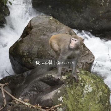 说起猴子的种种觅食行径，段根宝也是哭笑不得，因为这，还惊动过警察。