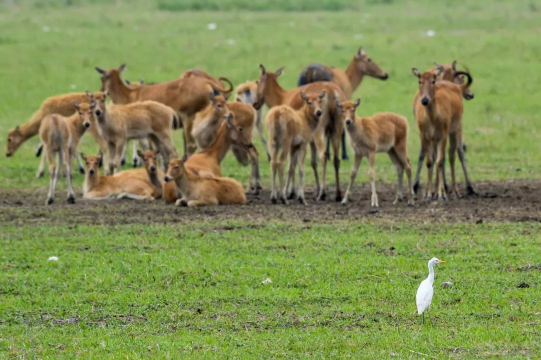 在江苏盐城东部沿海的大丰麋鹿国家级自然保护区拍摄的一只白鹭和一群麋鹿（6月27日摄）。新华社记者 李博 摄